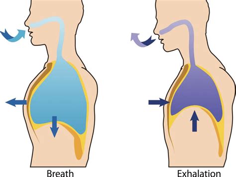Mechanism Of Breathing Neet Notes Edurev