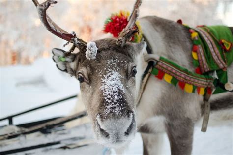 Why Police Are Using Reindeer Instead Of Snow Mobiles To