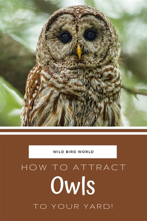 The Best Way Of Attracting Owls To Your Yard Is To Offer Them A Nesting