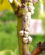 Images of Treating White Ants In Trees