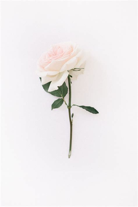 Aesthetic Rose White Wallpapers Wallpaper Cave