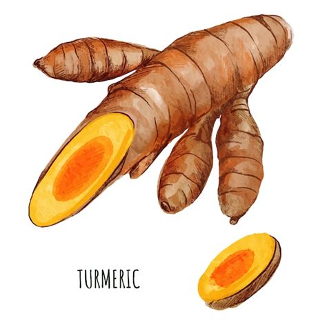 Premium Vector Turmeric Root With Small Sliced Piece Hand Drawn