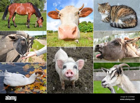 Farm Animals Concept Collage Different Farm Animals With Pig Horse