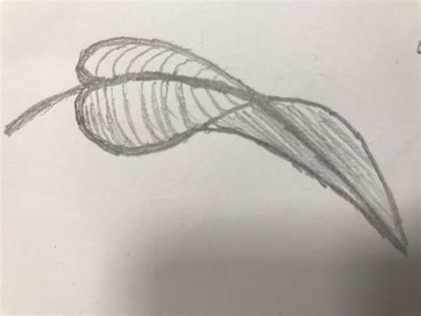 Artstation Leaf Pencil Drawing