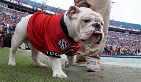 253 Best Images About Ga Dawg Pics On Pinterest Football