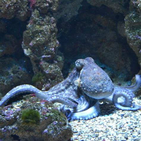 Octopuses Quiz Questions And Answers Free Online Printable Quiz
