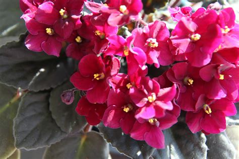 Wiese Acres Growing African Violets Part 5 Repotting