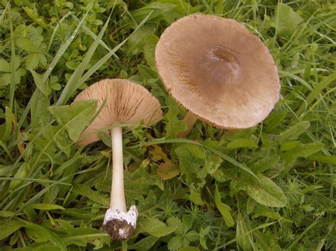 Gljive Hrvatske Mushrooms And Toadstools Volvariella