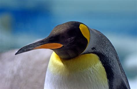 Free Images Wildlife Beak Fauna Close Up Publicdomain Seabirds