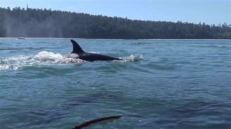 Close Call With A Killer Orca Whales Deception Pass Washington Usa