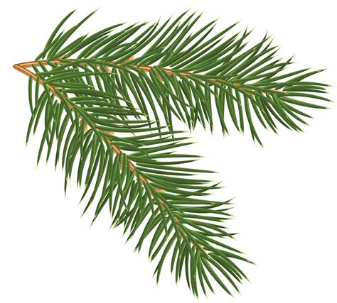 Spruce Branch Clipart 10 Free Cliparts Download Images On Clipground 2024