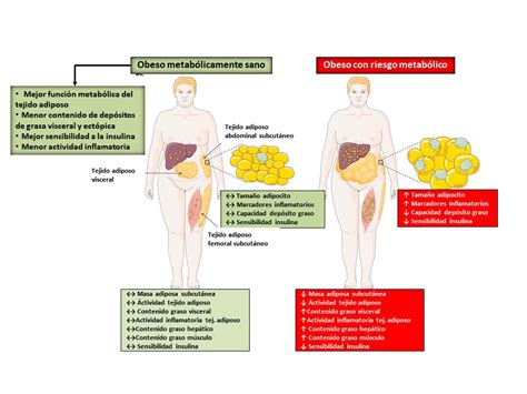 el obeso metabólicamente sano tiene una mejor función metabólica del tejido adiposo menor