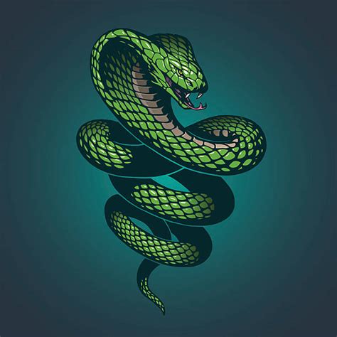 Best Viper Snake Illustrations Royalty Free Vector