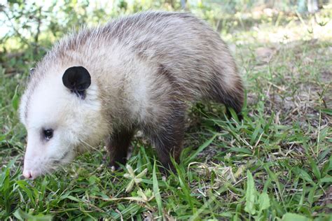 Virginia Opossum Back To Nature Wildlife Refuge