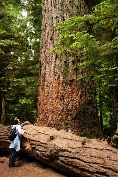 There Are Some Pretty Big Trees In Cathedral Grove On Vancouver Island