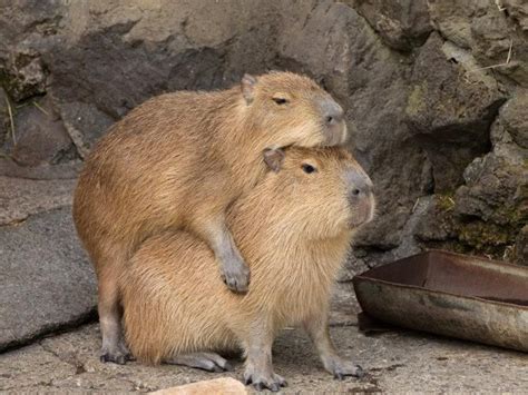Capybara Sitting On A Couple In Relaxing Mode