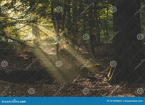 Sunlight Lighting Up The Dark Forest Floor And Tree Roots In Amerongse