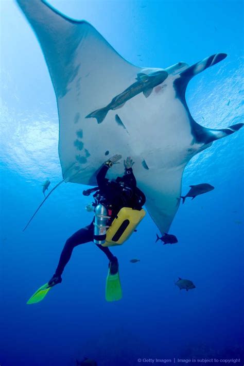 Male Scuba Diver Touching Underside Of Pacific Manta Ray