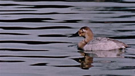 Hinterland Whos Who The Canvasback Duck By Nfb