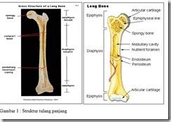 Ini dapat meminimalkan penumpukan darah di kaki. PENGERTIAN, FUNGSI, STRUKTUR DAN MACAM-MACAM JENIS SISTEM ...