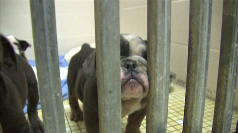 Puppies Rescued From Puppy Mill Good News Adoptions Now Open For