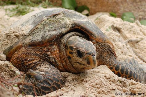 Mating doesn't occur for sea turtles until they are at least 12 years of age, except the hawksbill turtle. DNA reveals mating patterns of critically endangered sea ...
