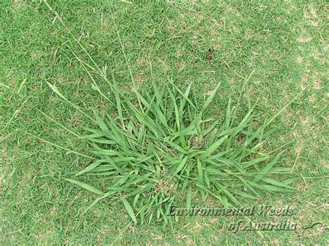 Find kinds of lawn grasses now. Lawn Weeds | Common Weeds | Lawn Rite - Hamilton