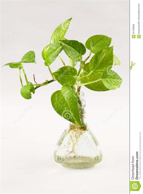 Green Money Plant In Water Stock Photo Image Of Heap 91709568