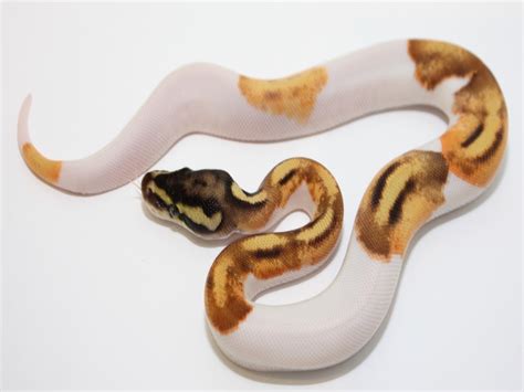 Enchi Orange Dream Pastel Piebald Morph List World Of Ball Pythons