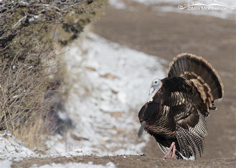 West Desert Wild Turkey Tom Strutting And Displaying On The Wing