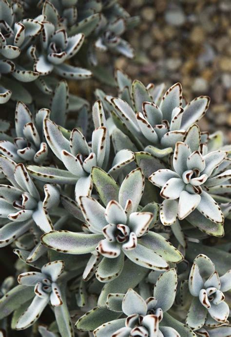 18 Best Silver Plants For Australian Gardens In 2020 Silver Plant