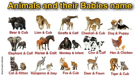 Animals And Their Babies Animals And Their Young Ones Educational