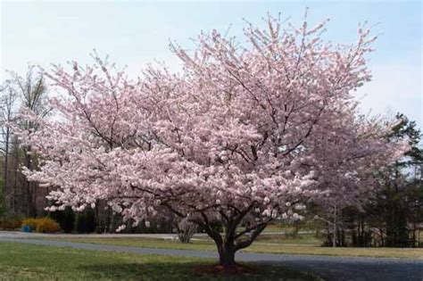 Eccoti alcuni consigli su come coltivare alberi da frutto in vaso. Ecco 10 alberi da frutto per l'orto