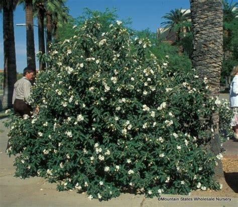 Maybe you would like to learn more about one of these? Cordia boissieri (Texas Olive, Mexican Olive) - Mountain ...