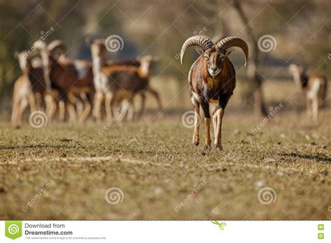 Big European Moufflon In The Forest Stock Image Image Of Landscape