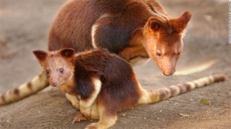 In the indonesian language, the name of this species is composite of pig (babi), and deer (rusa). Rare 'Asian unicorn' caught on camera - CNN.com
