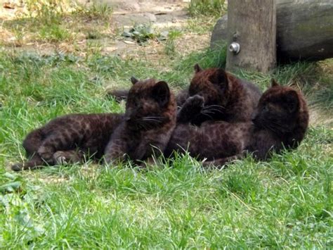 Black Panther Cubs For Sale Available On Market