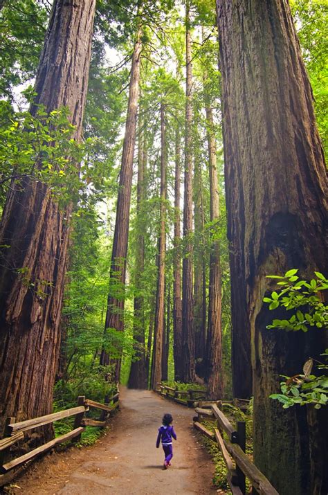 Check spelling or type a new query. Standing Tall in Redwood Forest - California, USA