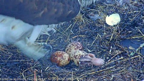 First Osprey Egg Hatches Right On Schedule Barnegat Light Osprey Cam Highlight Youtube