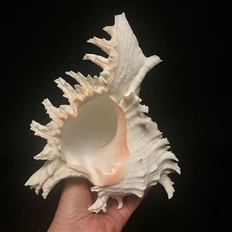 A ticket for the tombs of ramose. Fabulous Ramose Murex sea shell, available at natur.