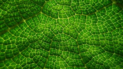 Free Images Leaf Flower Foliage Pattern Green Colorful Circle