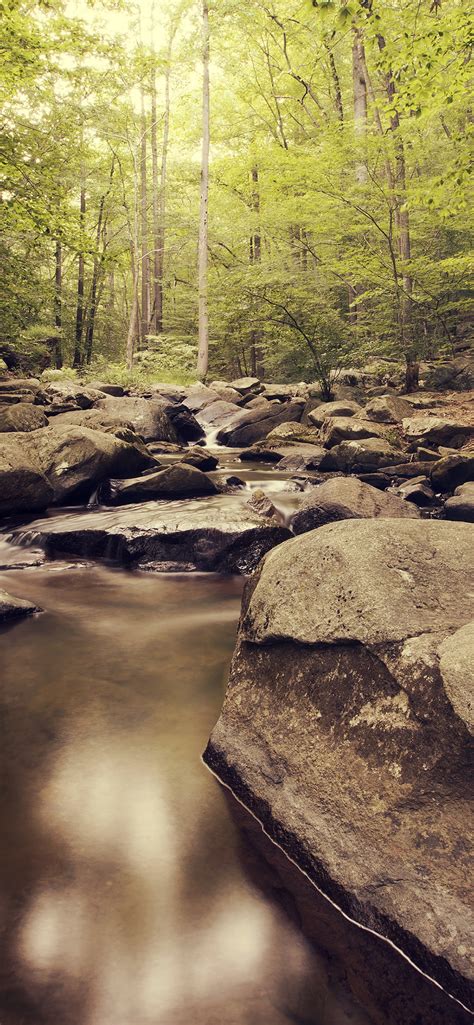 Inside Forest 4k Wallpaper Green Trees Woods Water Stream Greenery