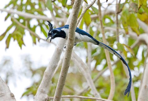 Blue birds talking communication concept. Different Types of Jays — Colorful Birds | Audubon