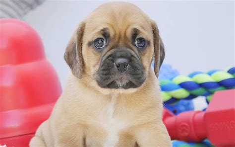 1920x1080px 1080p Free Download Puggle Cute Dog Pets Puppy Cute