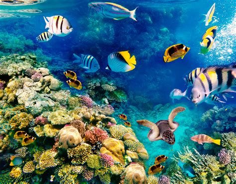Coral Reefs Of Red Sea Egypt Jigsaw Puzzle In Under The Sea Puzzles On