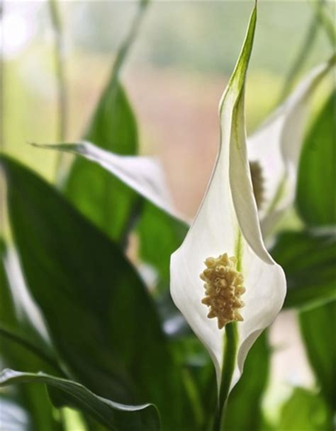 Even a small piece of the plant can dogs and cats experiencing a reaction to chewing on or eating a peace lily will also often paw at their faces and mouths because of the irritation. Poisonous Indoor Plants For Cats