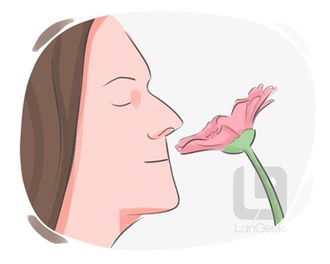 Definition And Meaning Of Smell Langeek