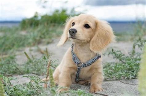 Most rescued long haired dachshunds spend a short time under observation and in many cases foster care so their behavior can be evaluated. Dachshund Parade - Gorgeous English Cream Dachshund puppy ...