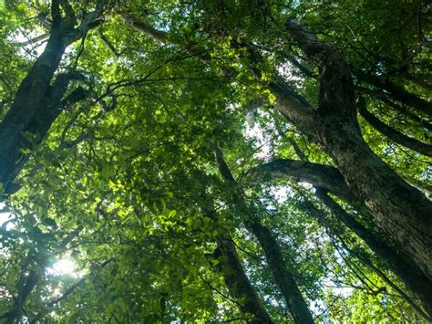 Los alemanes lo sabían, y aún. O aniversário da floresta mais ameaçada do país - ÉPOCA ...