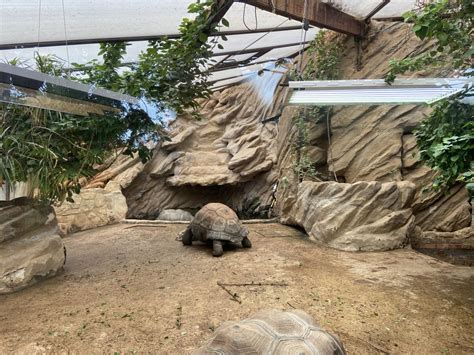 Bristol Zoo Tortoise Enclosure Zoochat